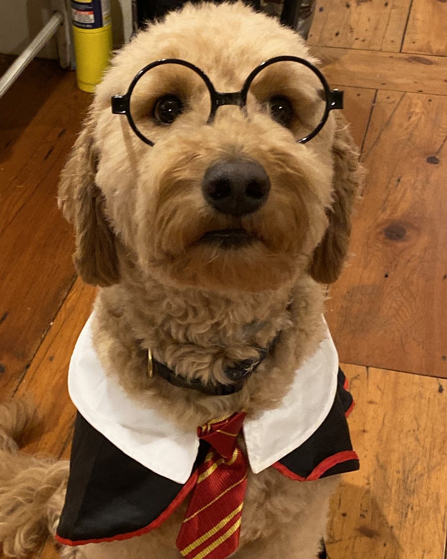 Copper dressed as Harry Potter for Halloween