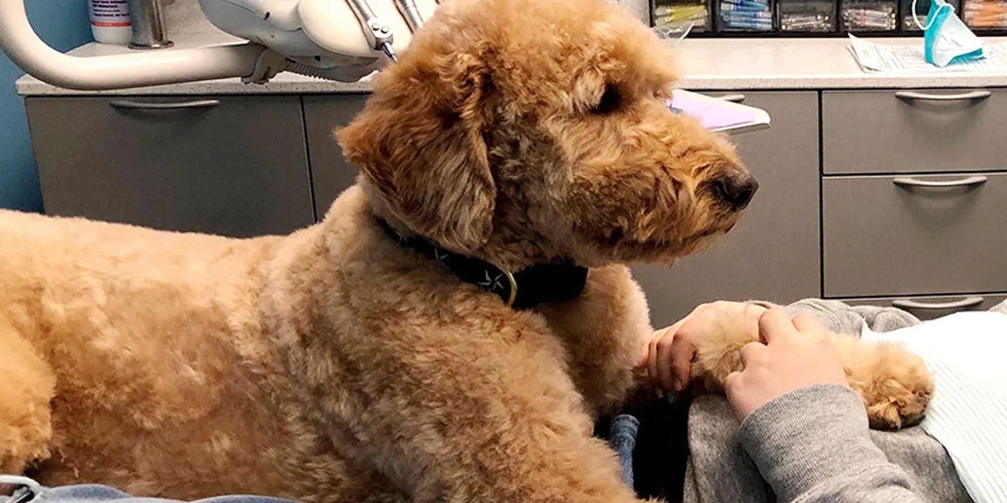 Copper the therapy dog